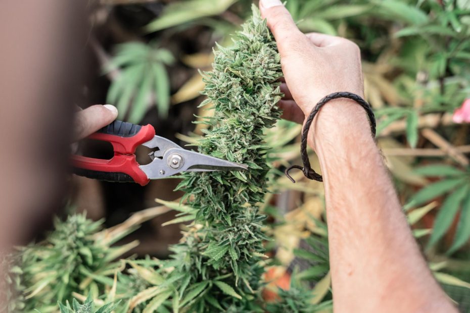 Hands using pruning scissors to trim a mature cannabis cola on the plant, demonstrating proper technique for how to trim cannabis during harvest.
