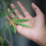 Unlocking the Secret to Thriving Green: How Cannabis Calcium Deficiency is the Silent Yield Killer