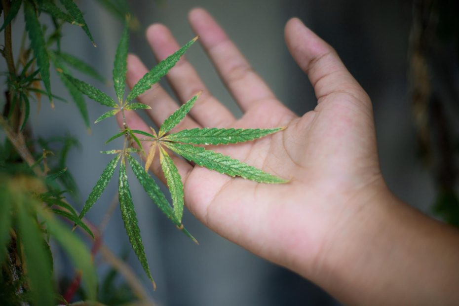 Cannabis Calcium Deficiency illustrated by a hand inspecting a cannabis leaf with discoloration and spotting, a common sign of calcium-related nutrient stress.