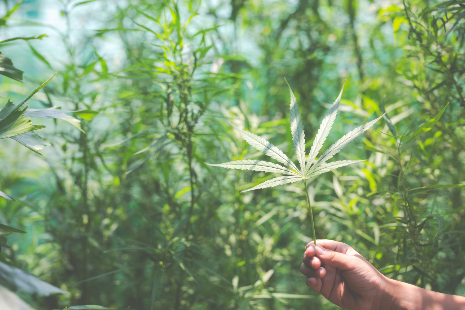 Hand holding a healthy cannabis leaf in a lush grow environment, representing quality cannabis grower supplies and proper cultivation practices.