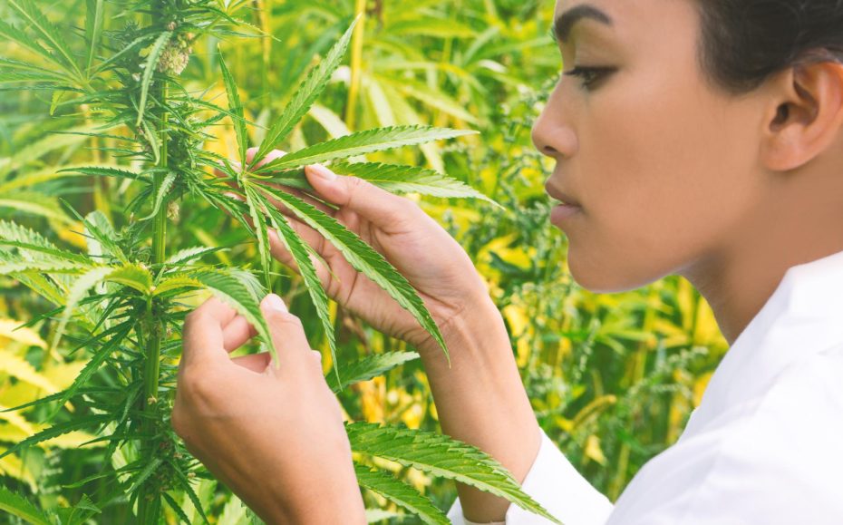 Magnesium Deficiency Cannabis – Close-up of a person inspecting a healthy green cannabis plant leaf in a bright outdoor grow field.