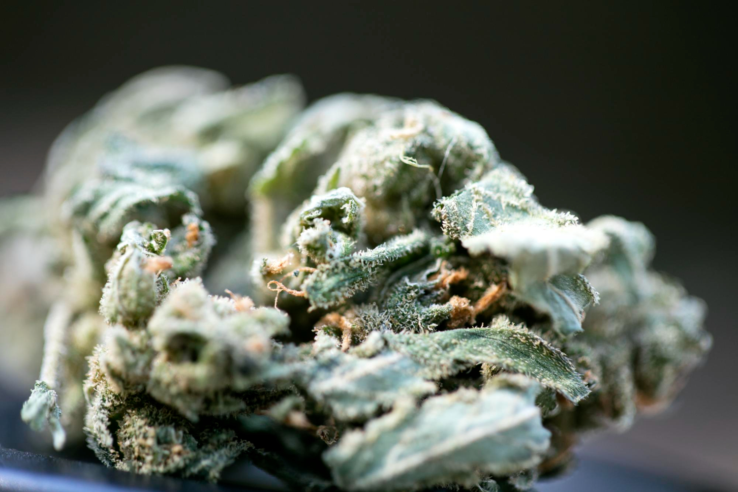 Cannabis Calcium Deficiency shown in a close-up of frosty cannabis buds, highlighting potential nutrient issues affecting plant health and flower development.