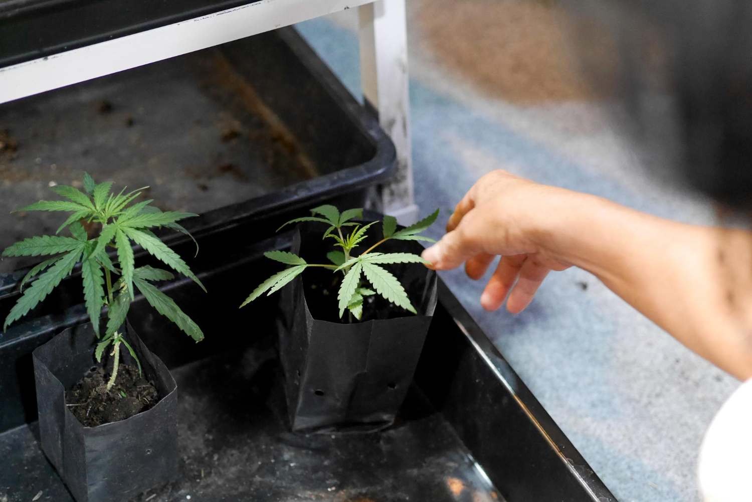 Young cannabis plants being monitored in a grow tray, showing early development stages and demonstrating How Does VPD Affect Plants in cultivation.