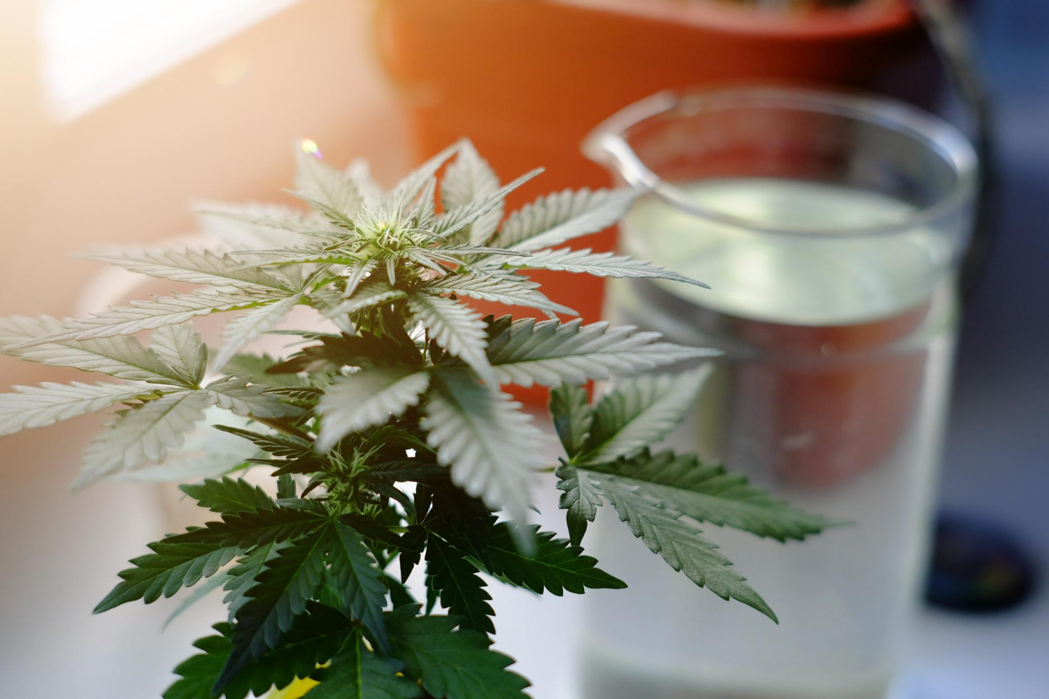 Cannabis Calcium Deficiency concept with a cannabis plant near a measuring cup, suggesting nutrient mixing, feeding, and corrective supplementation.