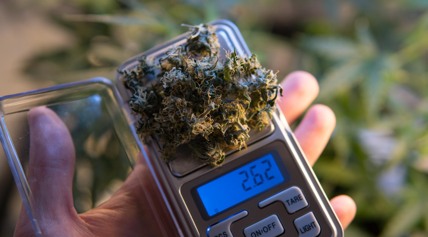Cannabis buds being weighed after harvest, illustrating yield quality and how environmental factors answer the question: How Does VPD Affect Plants?