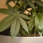 Mastering the Jungle: Innovative Cannabis Grower Supplies Redefining Home Cultivation