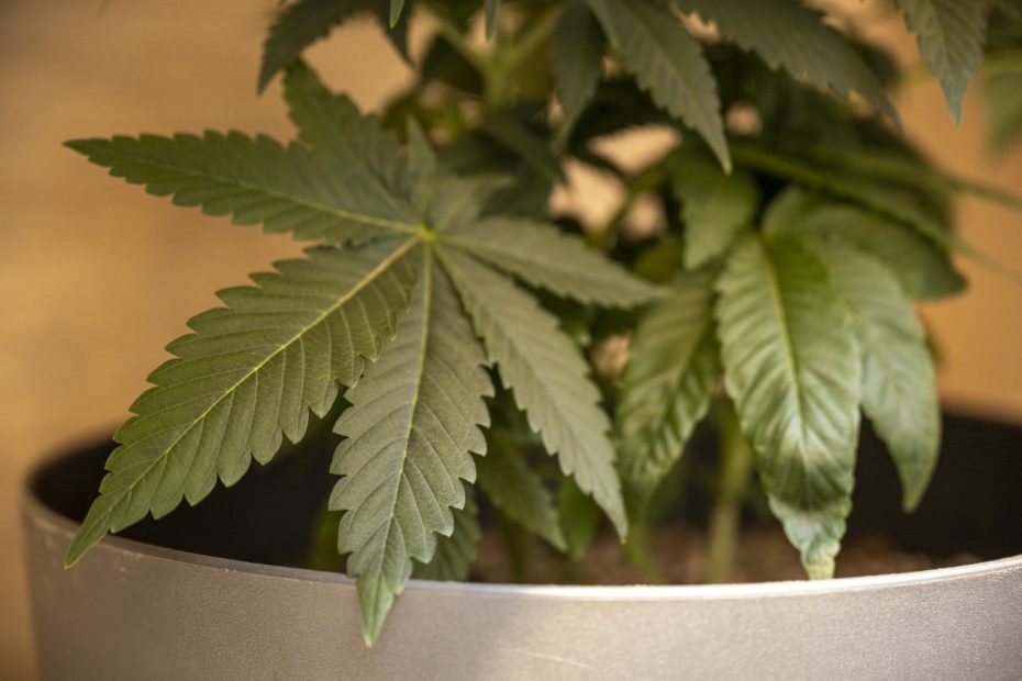 Close-up of a young cannabis plant in a pot, highlighting essential cannabis grower supplies for indoor cultivation and plant health.
