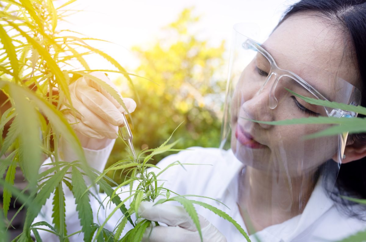 Cannabis Deficiencies research with a scientist examining cannabis plants outdoors using tweezers and protective face shield.