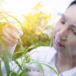 Unearthing Hidden Signals: How Cannabis Deficiencies Shape a Plant’s Story