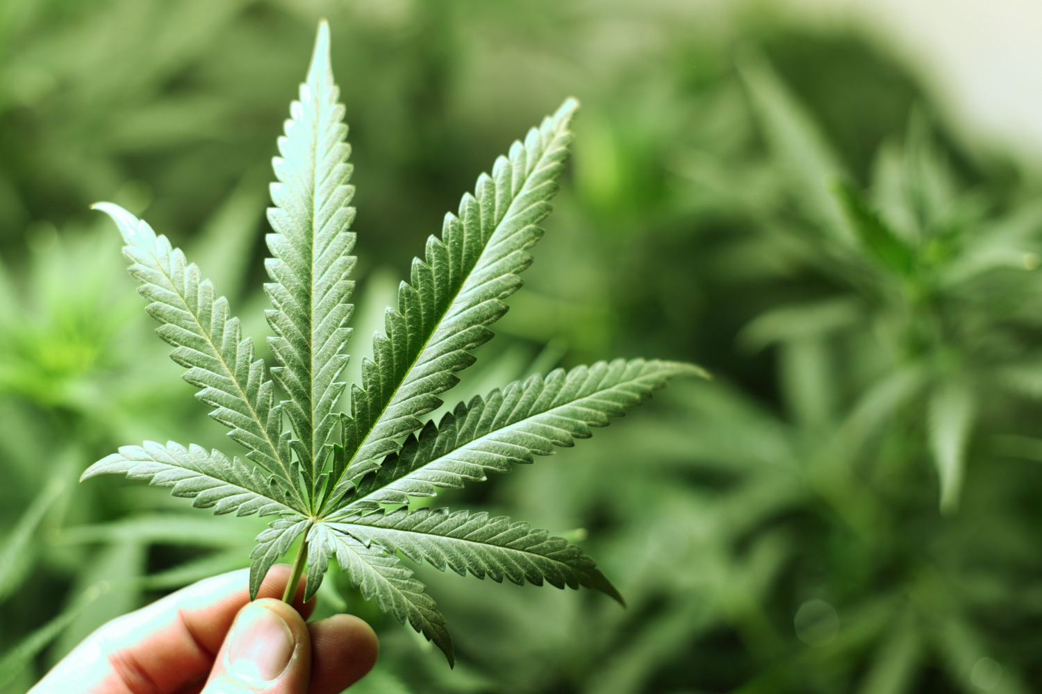 First Signs of Flowering Cannabis shown in a close-up of a healthy green cannabis leaf being held in a grow environment.