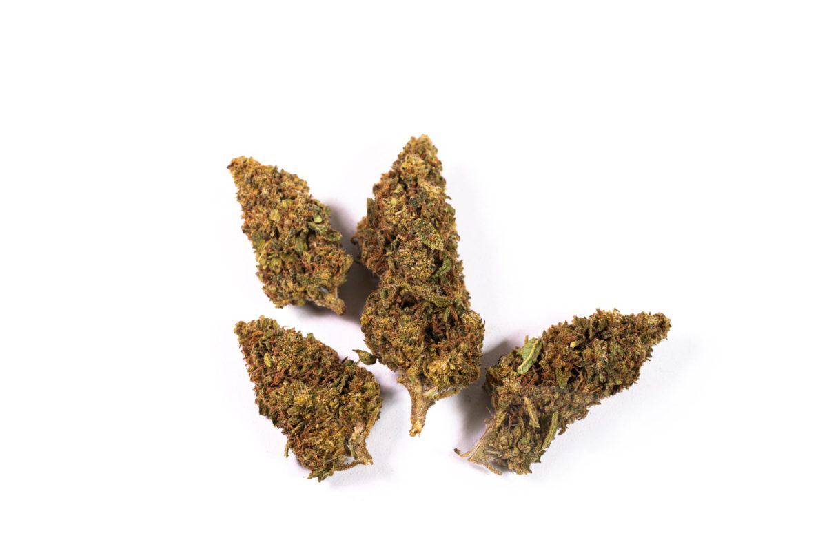 Cannabis buds on white background showing bud rot early signs like browning and dry, brittle texture.