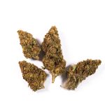 Unseen Threats: Discovering the Silent Signals of Bud Rot in Its Infancy