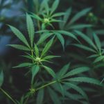 Breaking Ground: How Early Budding Cannabis Is Shaping the Future of Sustainable Cultivation