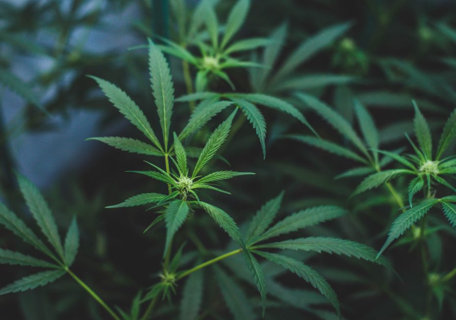 Early Budding Cannabis plant with bright green serrated leaves and small white pistils forming at the bud sites in a dark, blurred background.