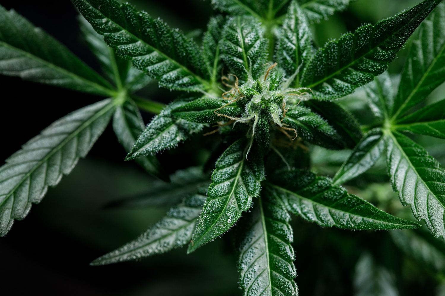 Close-up of Early Budding Cannabis showing small developing buds with white pistils and frosty trichomes on vibrant green leaves.