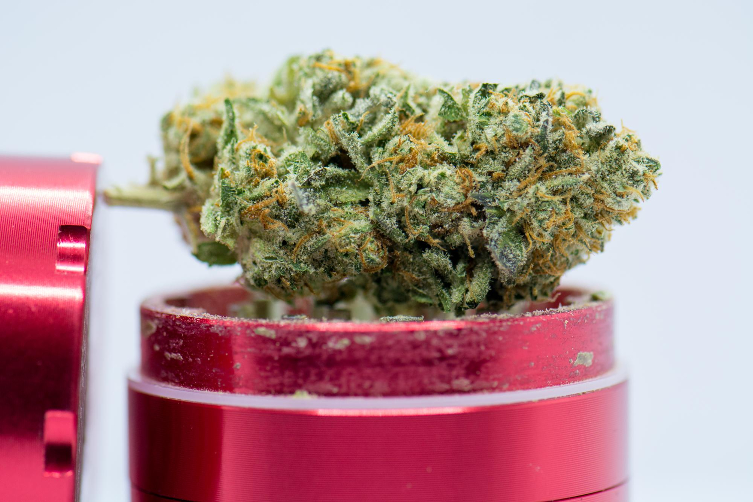 Cannabis nug on red grinder displaying bud rot early signs such as discoloration, browning pistils, and weakening bud structure.