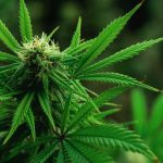 Unveiling the Prelude: A Sensory Journey into the First Signs of Flowering Cannabis