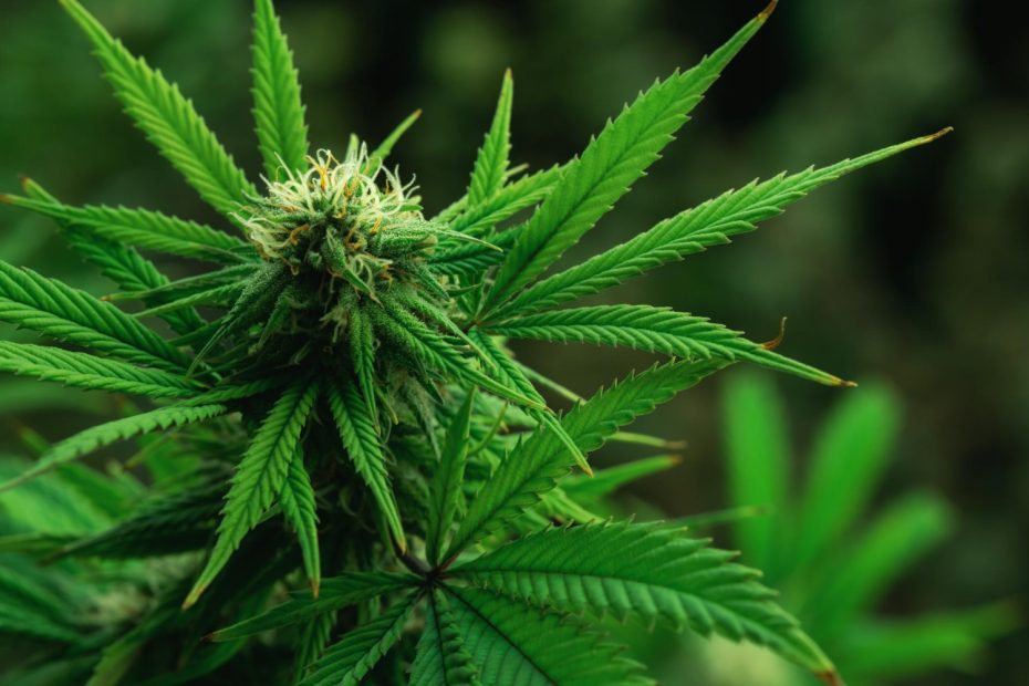 First Signs of Flowering Cannabis visible on a budding cannabis plant with early white pistils and developing flower sites.