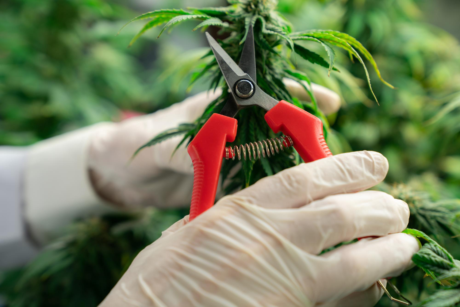 Gloved hands carefully trimming cannabis leaves with precision scissors, illustrating clean, professional methods for how to trim cannabis.