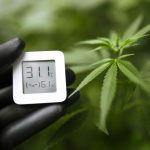 How Does VPD Affect Plants: Unraveling the Mysteries of VPD’s Impact on Green Growth