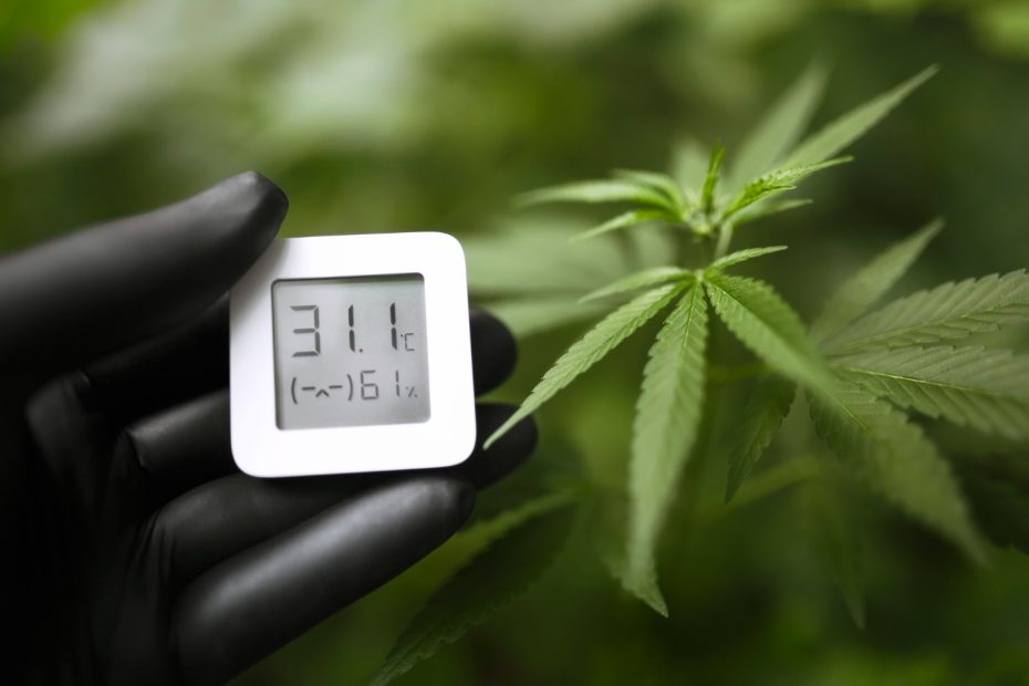 Grower measuring temperature and humidity near a cannabis leaf to understand How Does VPD Affect Plants and influence transpiration and growth.