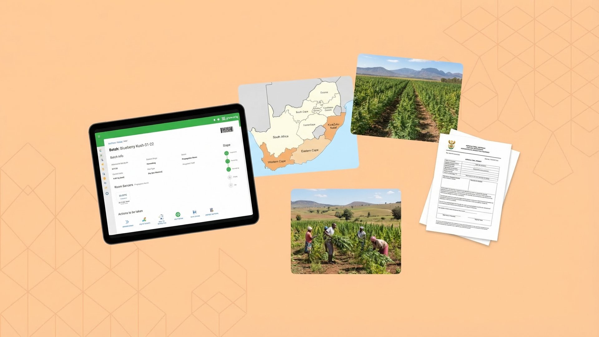South Africa Cannabis Growing by Province - South Africa Hemp Cultivation Regulations by Province