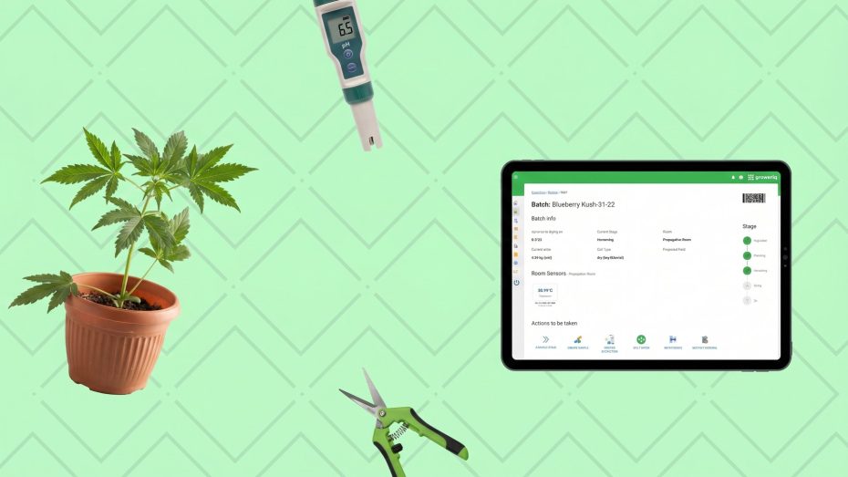 Cannabis plant care: young cannabis plant in terracotta pot with healthy fan leaves, digital pH meter showing 6.5, green-handled pruning shears, GrowerIQ tablet showing batch tracking screen with stages and room sensors
